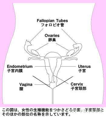 有哪些关于两性健康的冷知识?插图(1) 有哪些关于两性健康的冷知识?插图(1)
