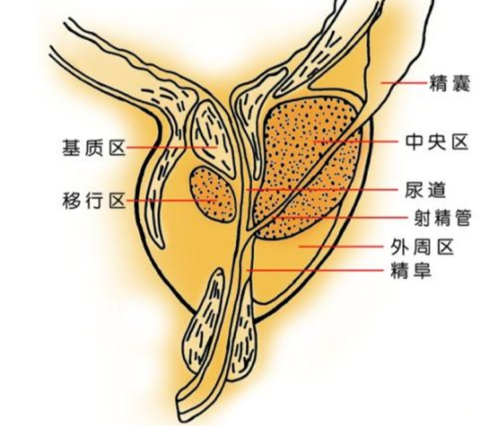 前列腺的解剖结构功能