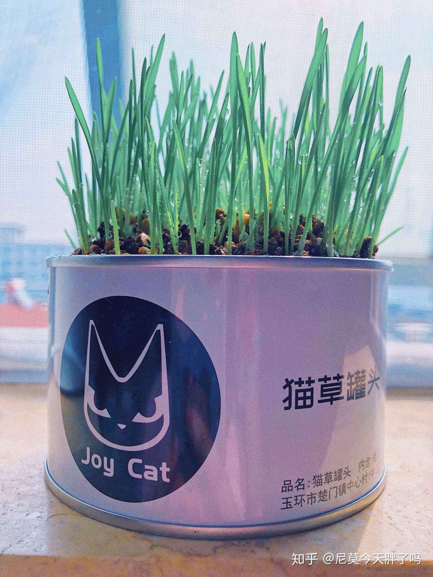 猫奴必备懒人猫草 给喵大人去去毛球吧 知乎