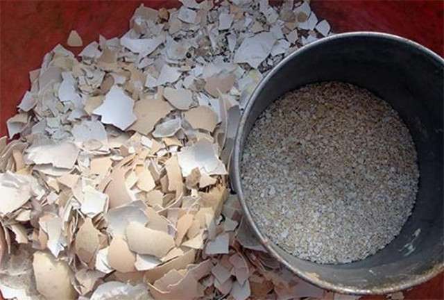 家庭如何自制花肥 6招废物利用教你轻松搞定 比买的花肥还有用 知乎