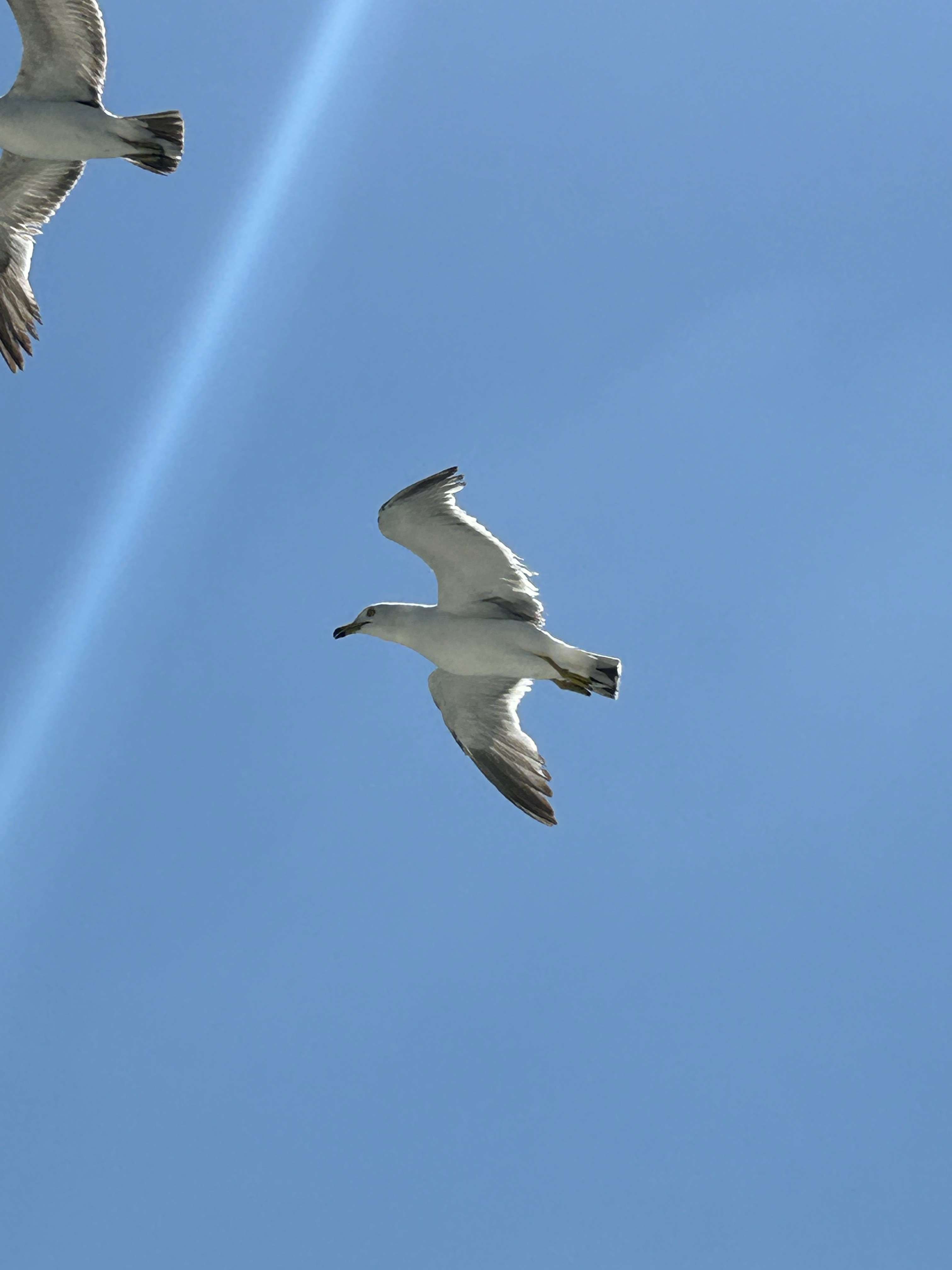 在碧蓝的天空中翱翔, 海鸥展翅… - 知乎