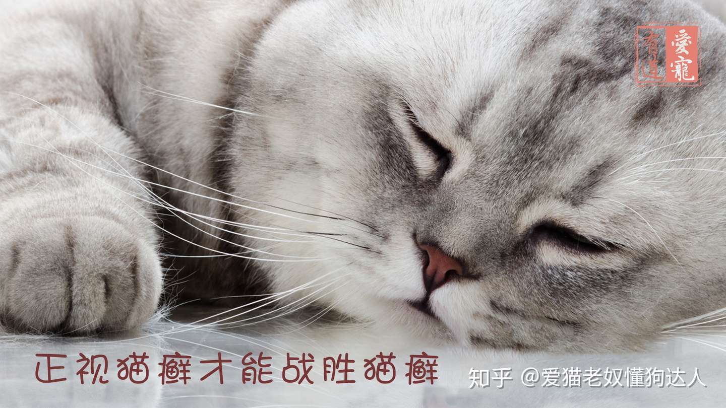 献给奋斗在抗 癣 第一线的你 如何战胜猫癣 知乎