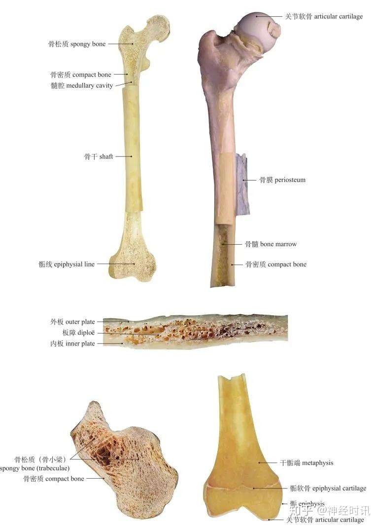 运动系统 骨详解 知乎