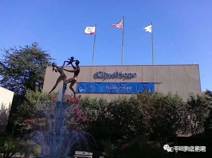 Car T治疗复发有解 新的t细胞疗法诞生 知乎