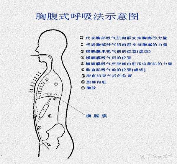 声学堂 胸腹联合式呼吸法的练习方法 知乎