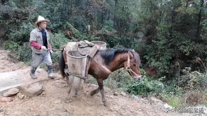 图片[1]-养马挣钱吗？幺舅喂三匹马十年挣百万-博云求真