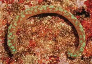 无板纲无壳的软体动物神秘的软体海参睡前软体动物学90