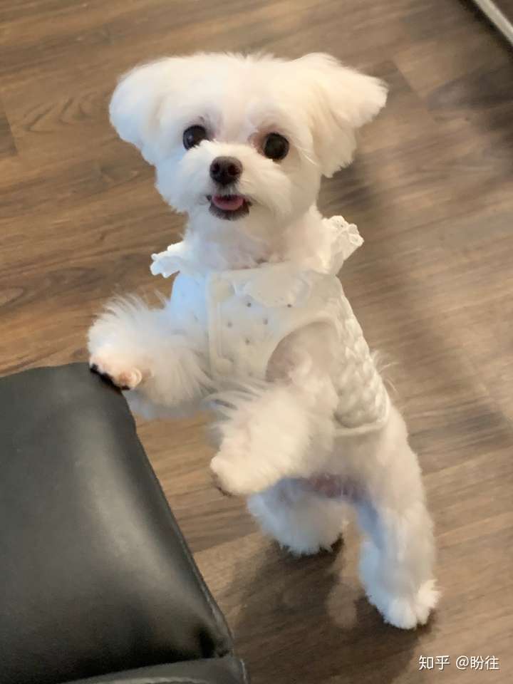 香港深圳交界寻找白色母马尔济斯犬