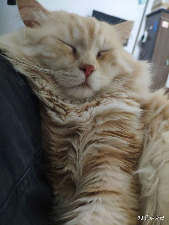 卖家说这是布偶和橘猫的串,想问下这是串还是就是橘猫啊?