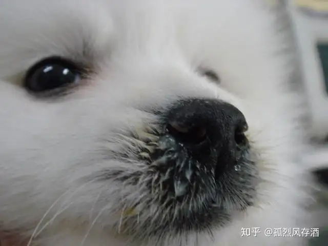 爱宠小科普 犬瘟热的鉴别与预防 知乎