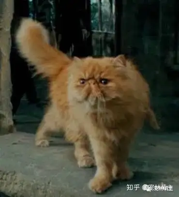 赫敏的猫图片