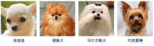 178种狗狗品种大全 原来按体型智商都是这么分 知乎