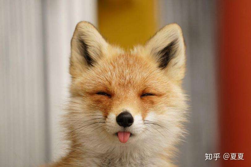 Estp 狐狸的机灵与活在当下 知乎
