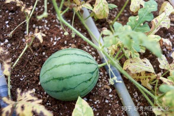 土壤酸化危害大 用西洋诺威施碱性肥料 减少危害 还土壤健康 知乎