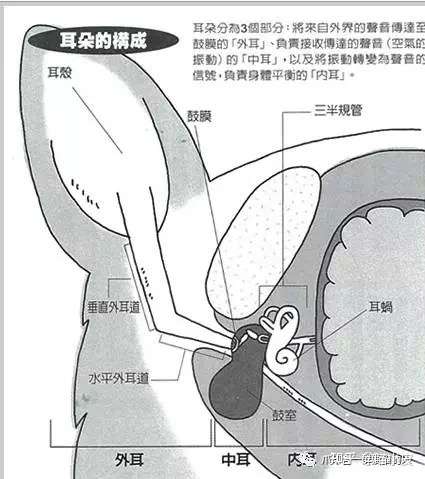 关于猫咪耳朵疾病 你了解多少 知乎