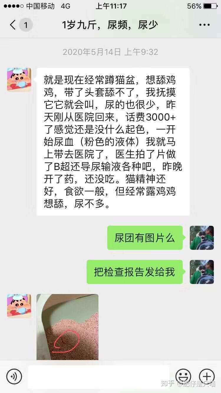 猫咪膀胱炎，尿频，排尿困难怎么办？ - 知乎
