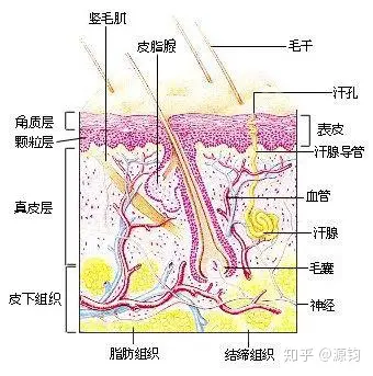 真皮层和皮下组织是土地毛乳头是根