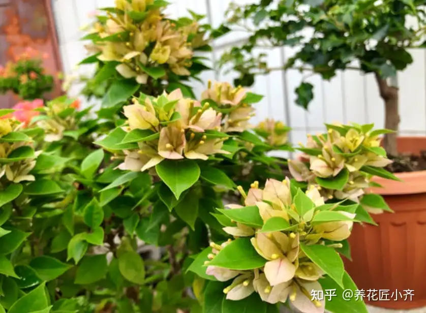 三角梅想要开花多 高手 都会准备3种肥 再多就是浪费 知乎