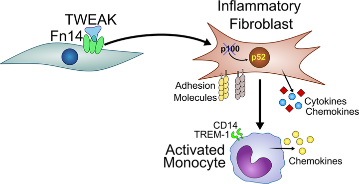 TNFSF12/TWEAK 調(diào)節(jié)結(jié)腸炎性成纖維細(xì)胞分化并促進(jìn)成纖維細(xì)胞-單核細(xì)胞相互作用