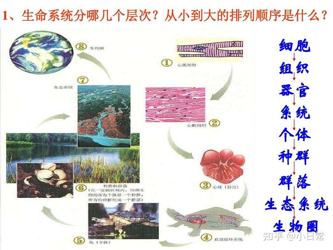 高中生物第一章走进细胞知识点总结 知乎