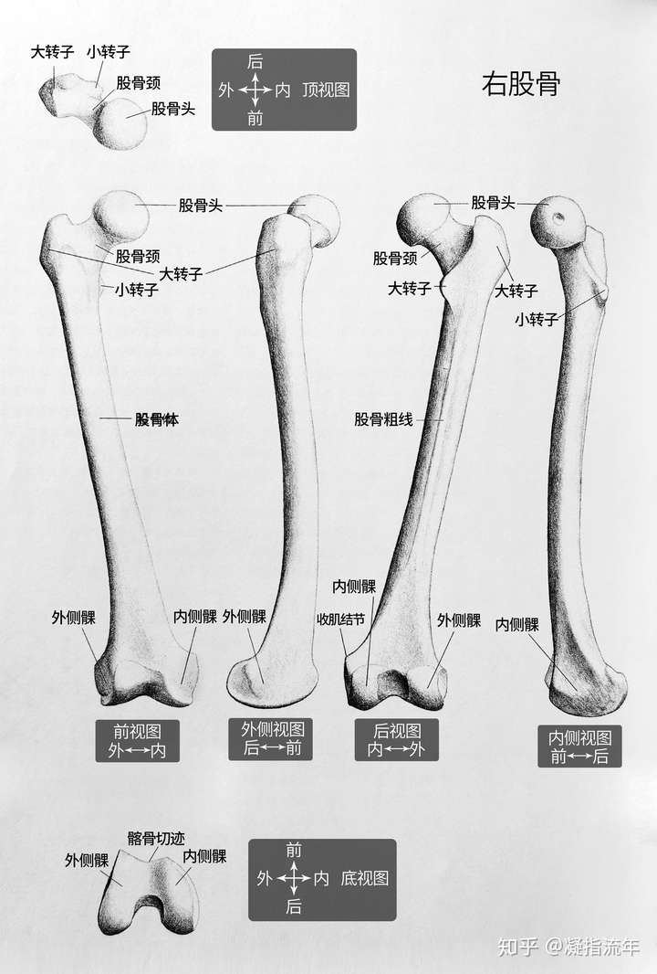 大腿根骨头结构图图片