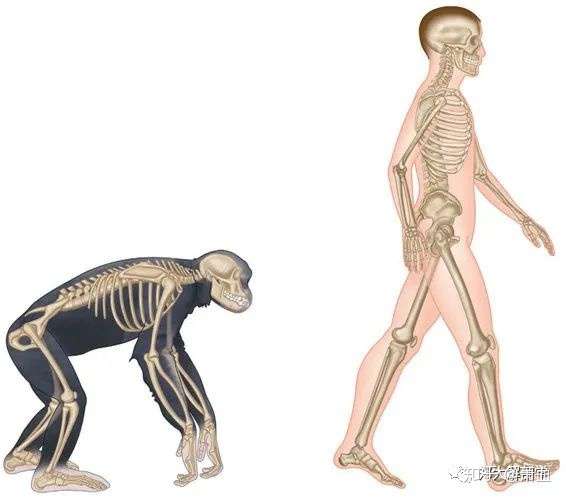 萧血 3人 赞同了该文章 自从人类直立行走,支撑身体的骨骼渐渐产生了