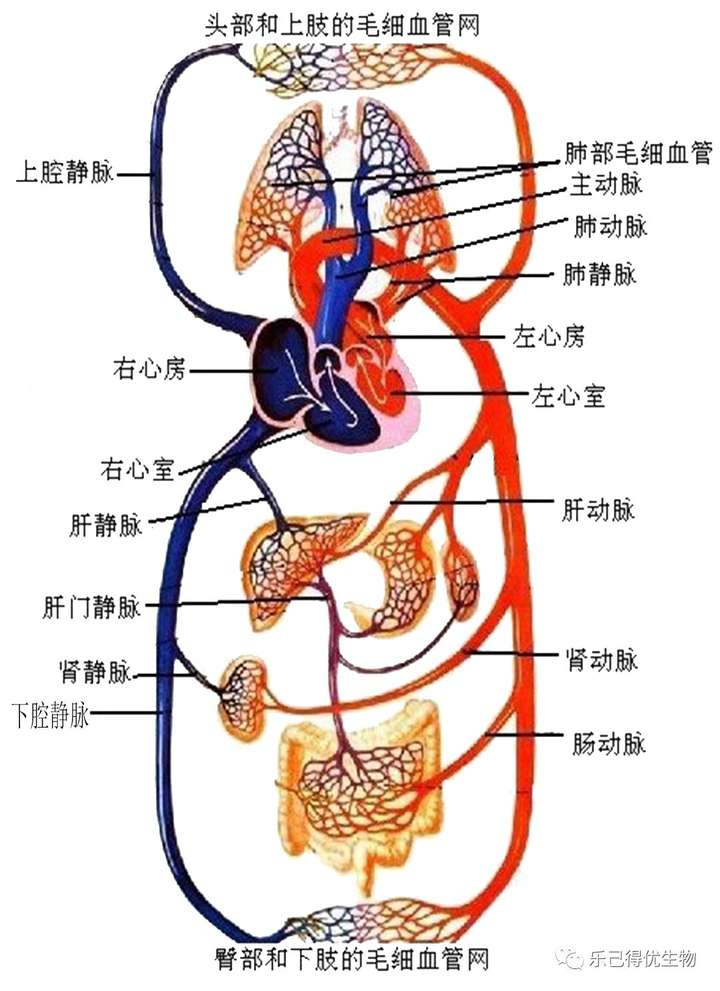 2022年初中生物人体的体循环和肺循环