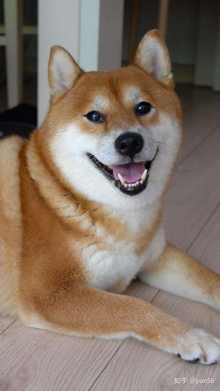 柴犬爆腮的方法有什么?