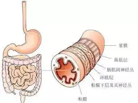 小鼠肠道分段解剖图图片