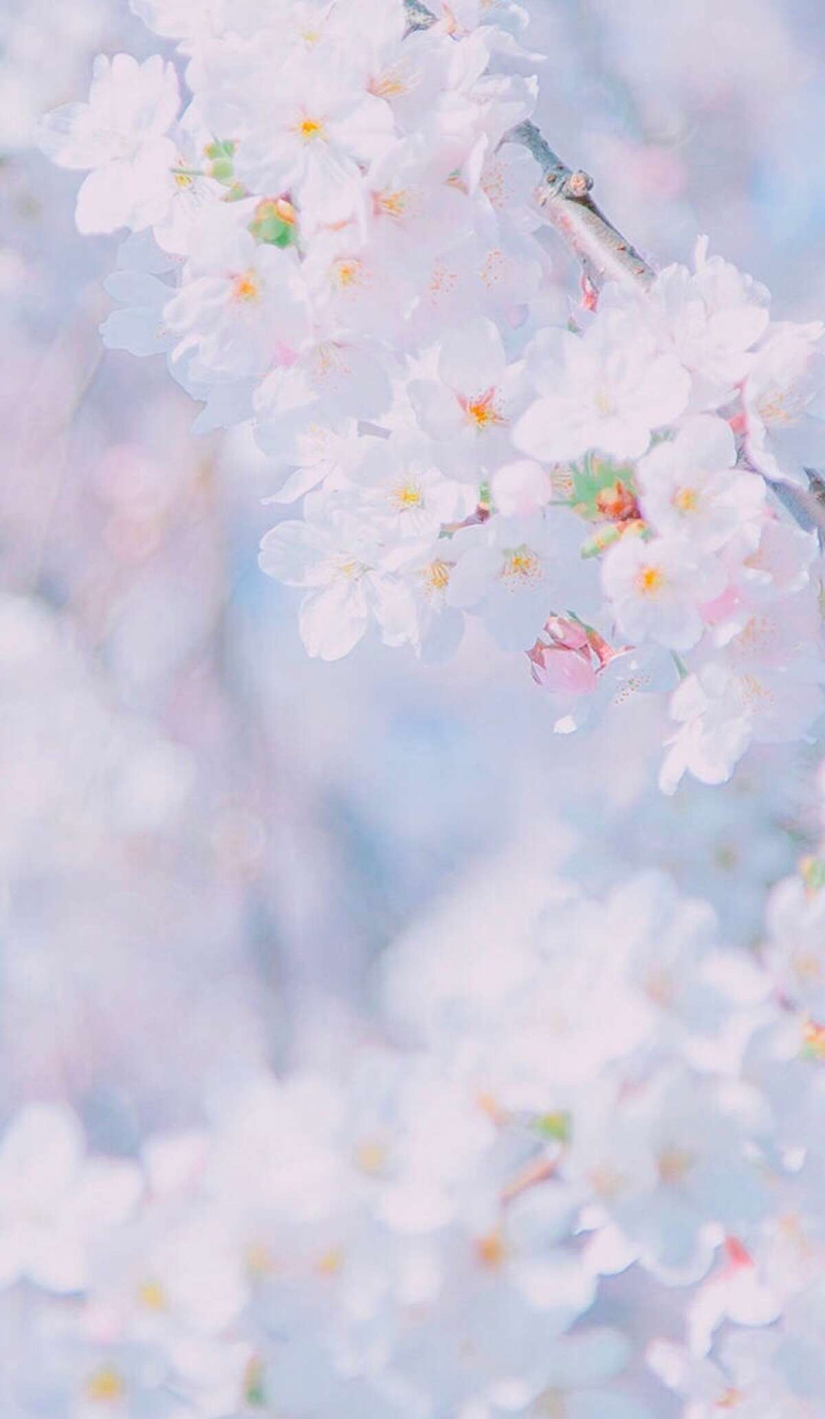 一些好看的花朵类小清新壁纸 知乎