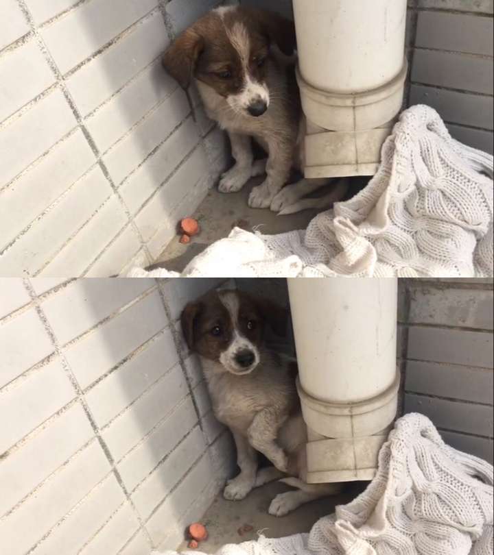 狗会不会和人产生误会?然后记恨一辈子?