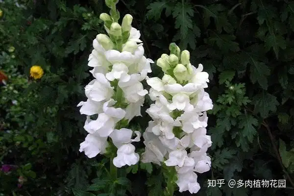 金鱼草这样养护 千万别和小金鱼草弄混了 知乎