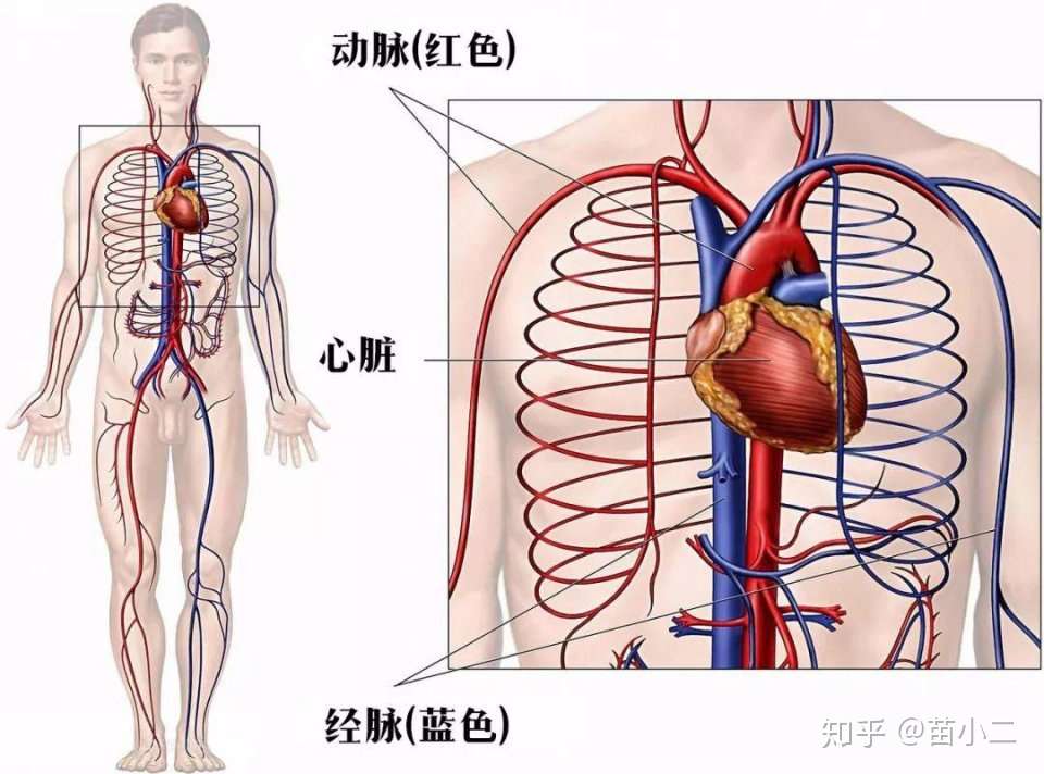 青筋是什么原因 不仅仅是瘦 还有这些 知乎