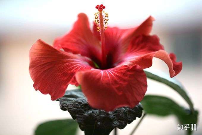 马来西亚的国花是什么?