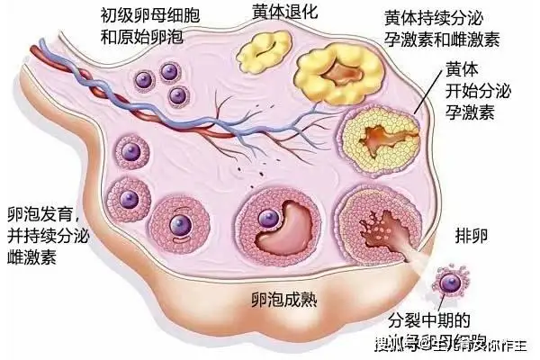 女人正常有多少个卵 卡卡西神卡 女人正常有多少个卵子,这个是女人最