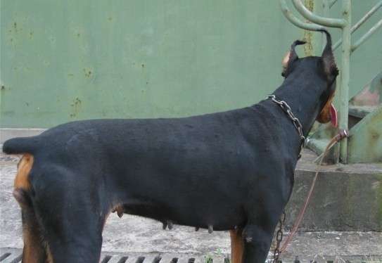 分享技能 杜宾耳尖矫正的小技巧 知乎