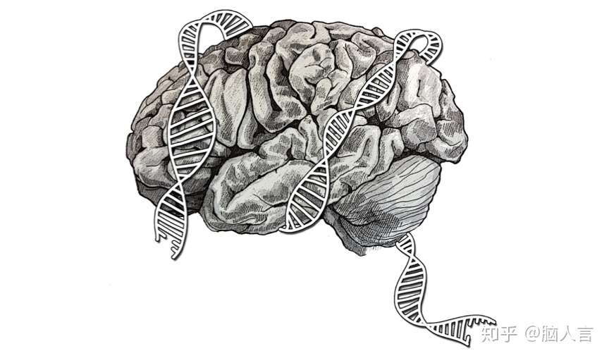 Fm脑科学新闻丨运动学习新框架 发育中的噪声也会造成个体差异 知乎