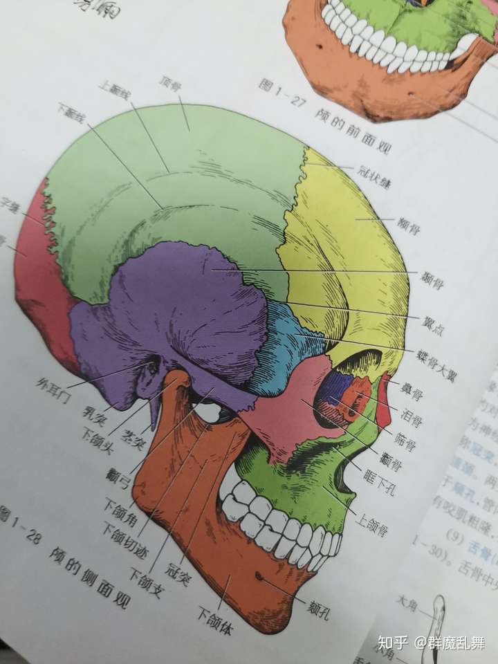 脑颅位于人体头部的什么地方