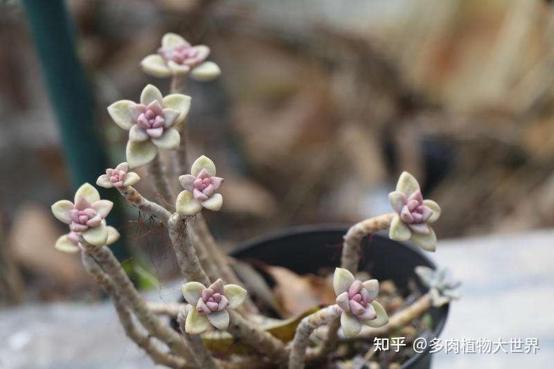 淡雪 景天科风车草属的多肉植物 雪莲和胧月的杂交品种 知乎