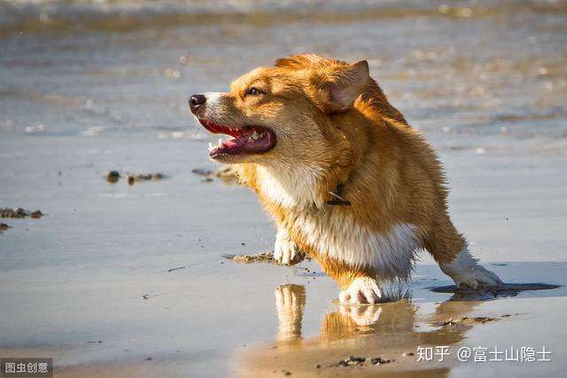 中国股市 会咬人的狗 是不叫的 谨记 建议深读 知乎