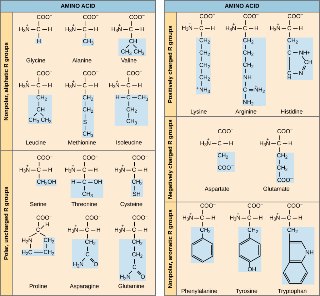 科普 关于cancer Metabolism Bcaa 篇 知乎