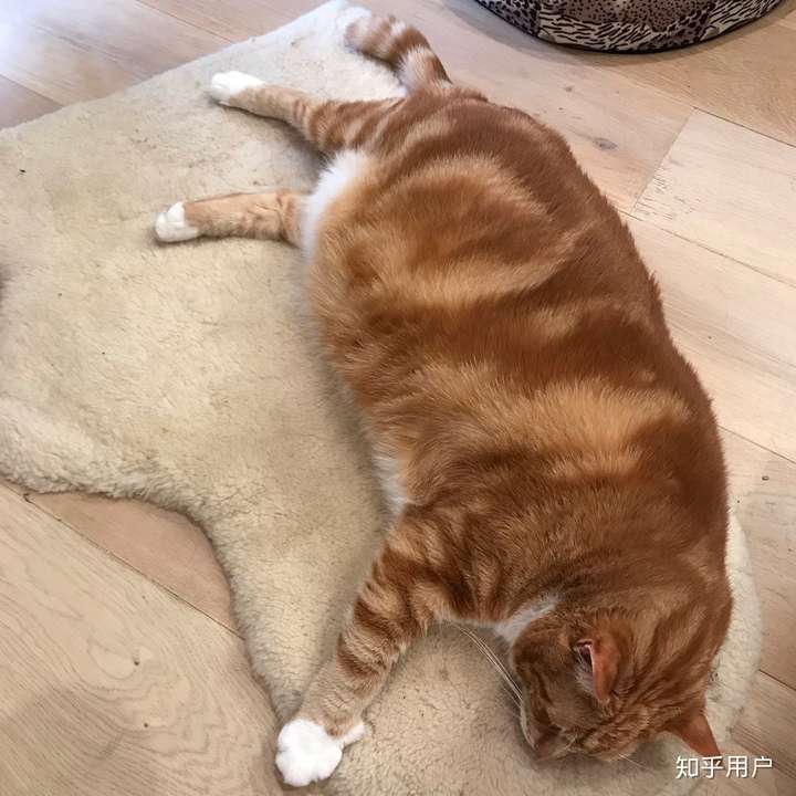 曾经在别人家看过一只巨猫!