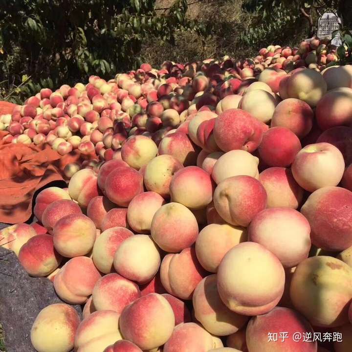 水蜜桃 知乎