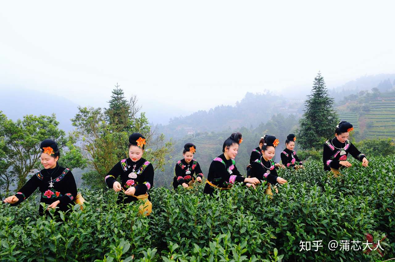 走进贵州黔东南苗寨 看最美的梯田 采摘云端上的茶叶 知乎