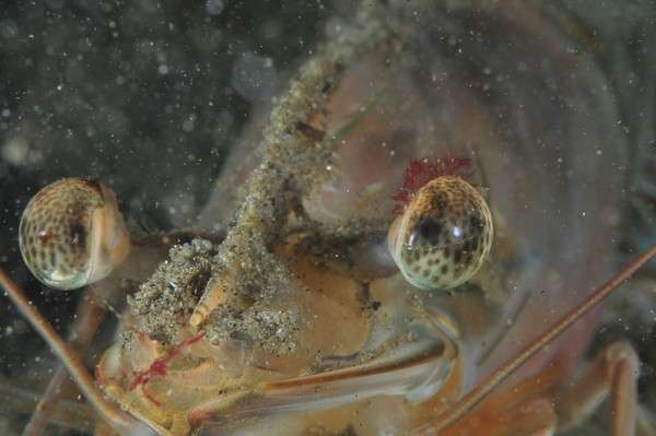 水下摄影】如何获得背景干净的照片- 知乎