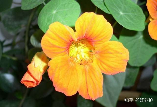 15种适合庭院秋天种植的花卉 知乎