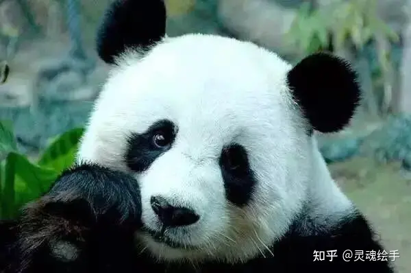 大熊猫和小熊猫有什么区别？？（大熊猫和小熊猫有什么区别视频）