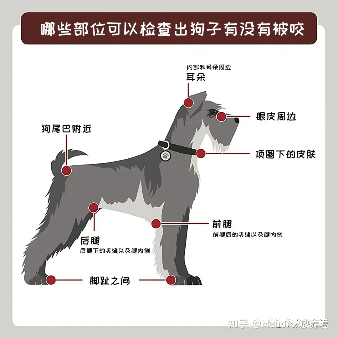 科普 狗狗蜱虫二三事 知乎