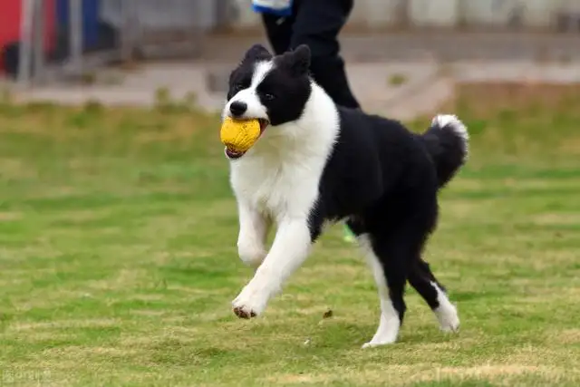 牧羊犬训练方法和技巧（边境牧羊犬怎么训练放羊）