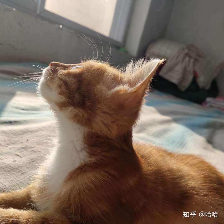 有没有那种很仙的猫咪图片,就是可以当朋友圈背景的?